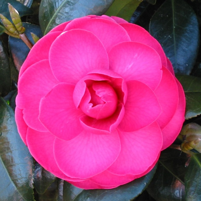 Camellia Katherine Nuccio
